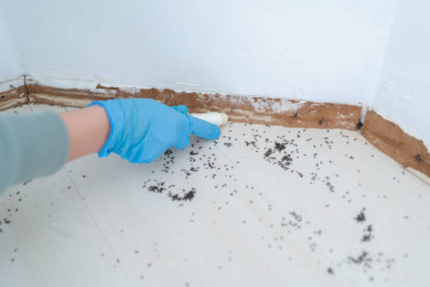 Best Pest Removal Services  in Eming Island, FL